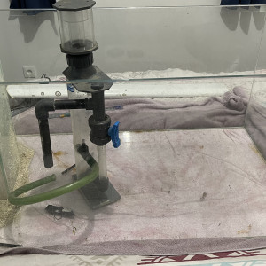 Aquarium 275l , décantation ≈150l , led et écumeur