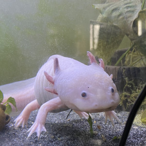 Souhaite DONNER un Axolotl mâle de 5 ans (ile de France)