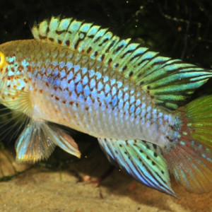 Apistogramma algodon II (forme pebas)