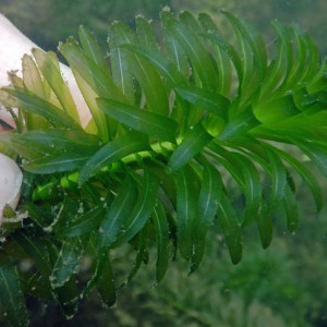 Vallisneria gigantea