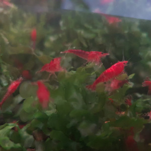 Neocaridina heteropoda davidi - Red Cherry - Crevettes eau douce