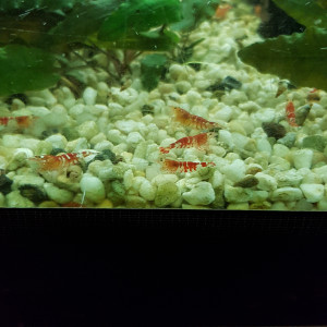 crevettes crystal red