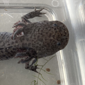 2 axolotls adultes 20 et 25cm mâle et femelle