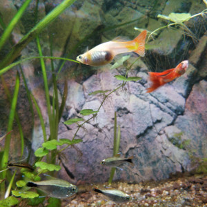 Don Poissons Aquarium