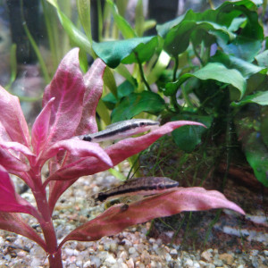 Don Poissons Aquarium