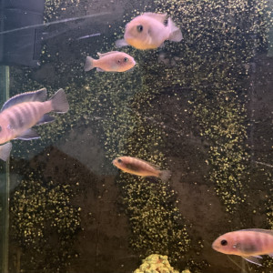 Lot de 15 Pseudotropheus Élongatus