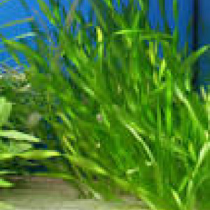 Vallisneria asiatica