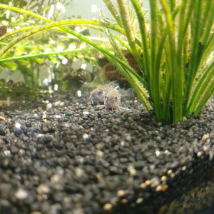 Corydoras