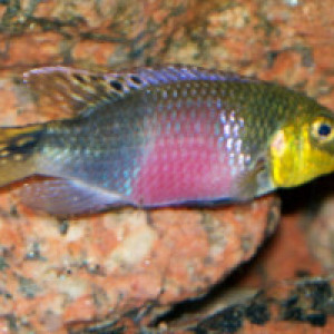 Pelvicachromis subocellatus MOULONDO 6 cm