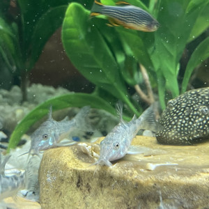 Jeunes Corydoras paleatus