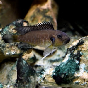 Triglachromis otostigma