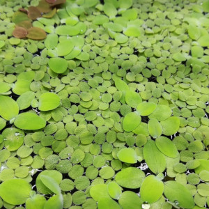 Salvinia natans