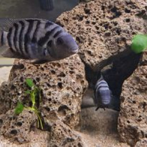 Couple de Amatitlania Nigrofasciatus