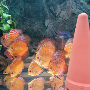 Discus