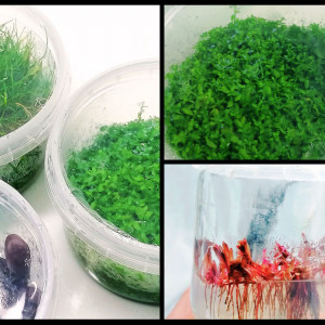 Vend pot plante aquascaping in vitro