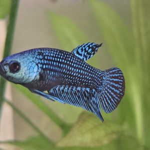 Bettas alien male bleu, vert