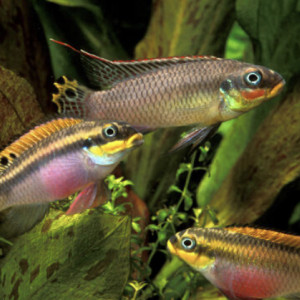 Pelvicachromis taeniatus Niger 5 cm