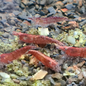 Crevettes neocaridina davidi déclassées