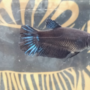 Femelles betta avatar blue/black