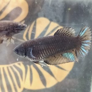 Femelles betta avatar blue/black