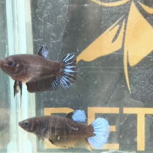 Femelles betta avatar blue/black