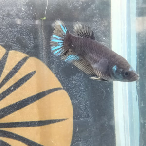 Femelles betta avatar blue/black