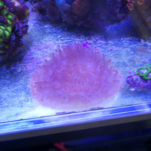 Fungia rose fluo rare