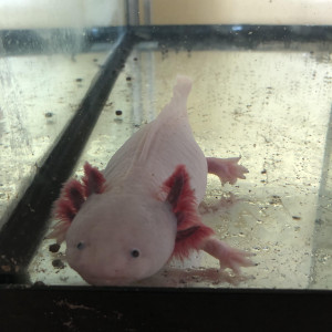 recherche axolotl femelle