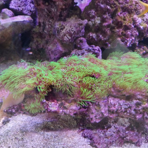 Échange ou vente de bouture de corail briarium