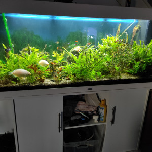 AQUARIUM ET POISSONS