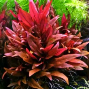 Vend lot de brins d'Alternanthera reineckii red 'Mini'