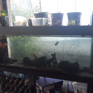 Vends aquarium et son contenu