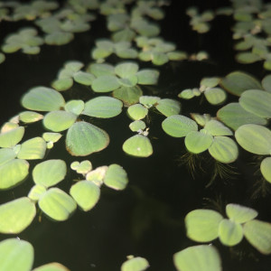 Laitue d´eau - Pistia stratiotes - Plante flottante