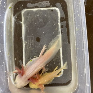 Axolotl gold et albinos