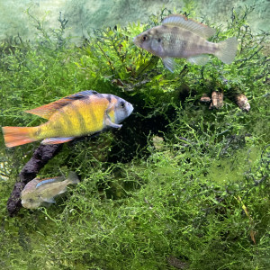 haplochromis Ishmaeli