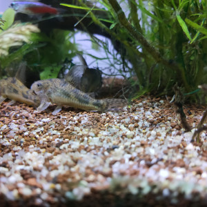 Corydoras marbré