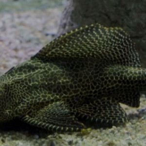 Donne contre bon soin un Pleco