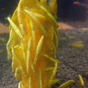 crevette yellows fire néon