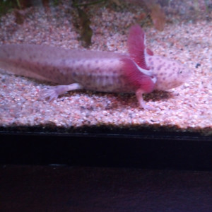 Axolotls/guppy/ancistrus