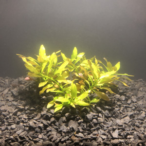 ludwigia dark orange
