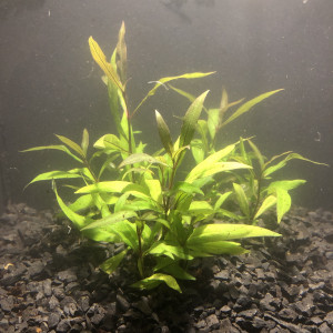Hygrophila corymbosa thai
