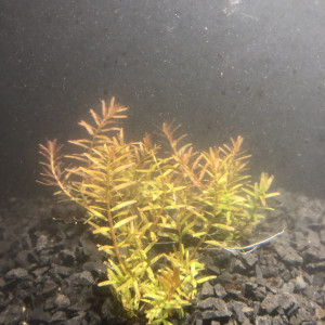 Rotala orange juice