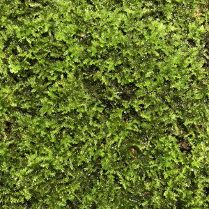 Vesicularia montagnei