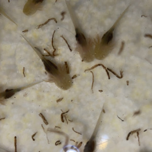Axolotl