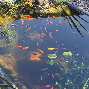 Dons poisson rouge