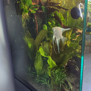 Aquarium 350L + meuble + matériel