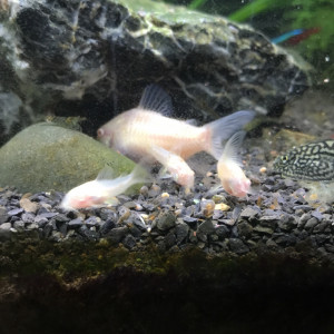 Corydoras Albinos