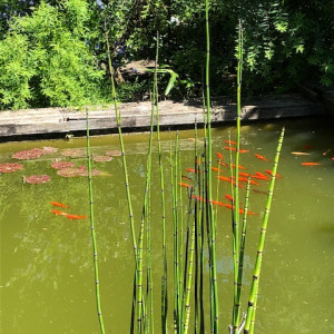 donne poissons rouges pour bassin