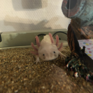 Axolotl