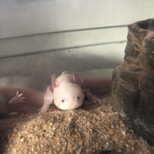 Axolotl